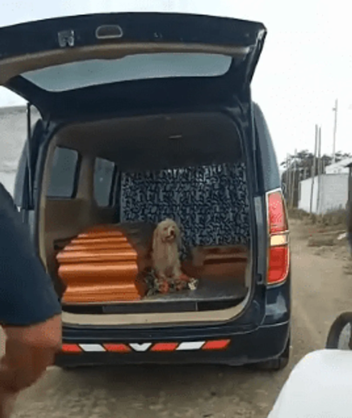 Un chien fidèle a refusé de quitter son maître | Photo : facebook.com/watch/FunerariaysaladevelacionessantaRosa2017