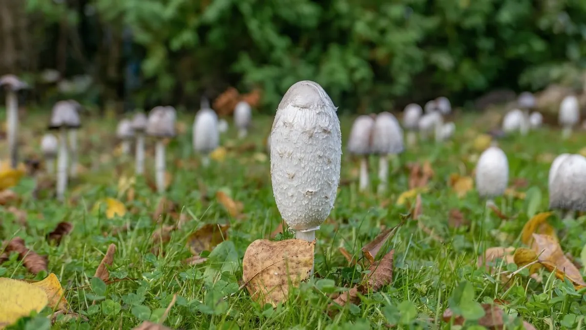 Des champignons. l Source : Unsplash