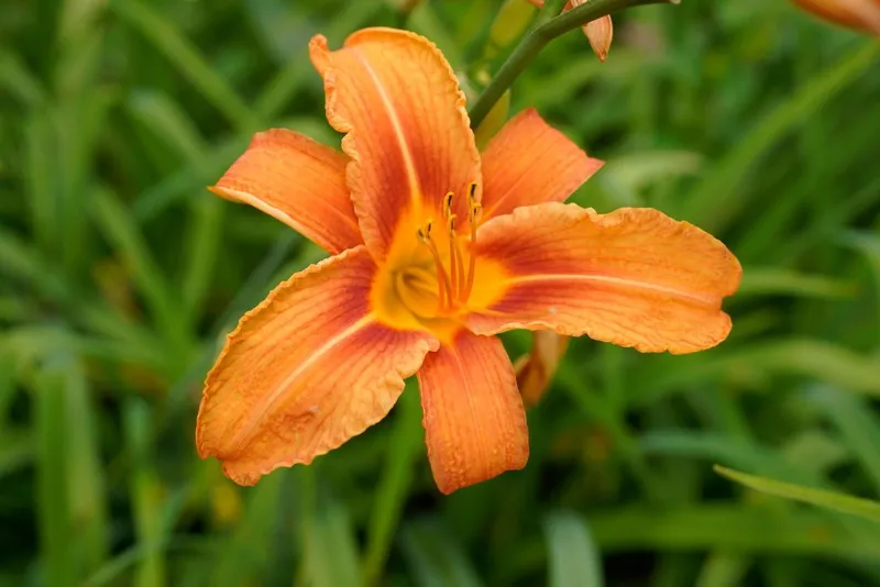De magnifiques fleurs de lys. l Photo : Getty Images