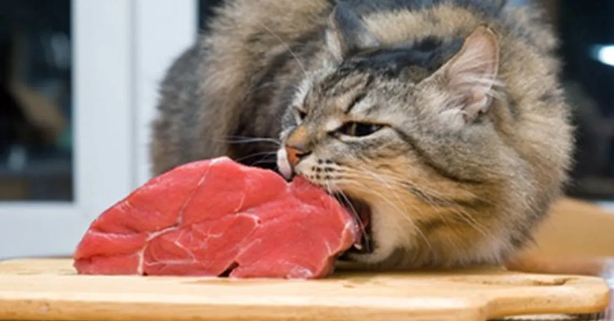 Image d'un chat qui mange | Photo : Shutterstock